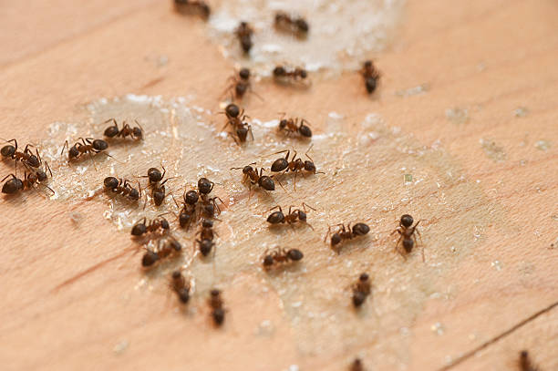 Best Residential Pest Control  in Oviedo, FL