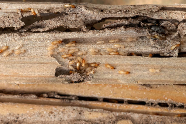 Best Wasp Removal Services  in Oviedo, FL